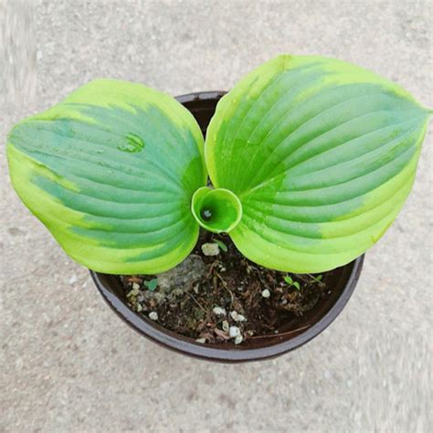 圓葉玉簪|圓葉玉簪 (Hosta sieboldiana)